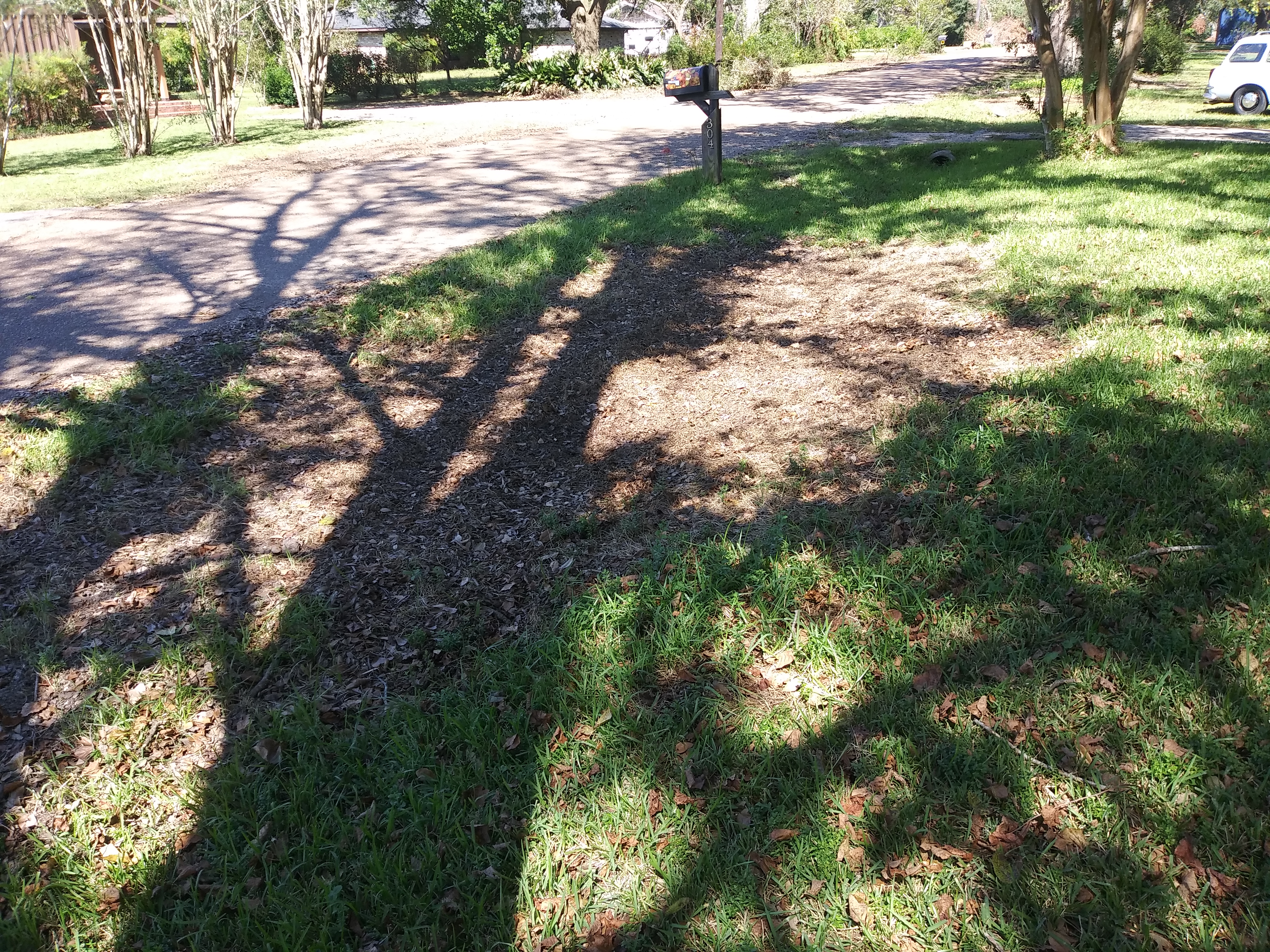 Roots, Shoots, Fruits & Flowers: Lawn Recovery, Bluebonnets, & Another Large Pecan Tree